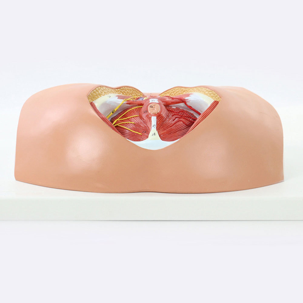 医信mdcd 人体女性会阴模型女性器官解剖模型子宫模型