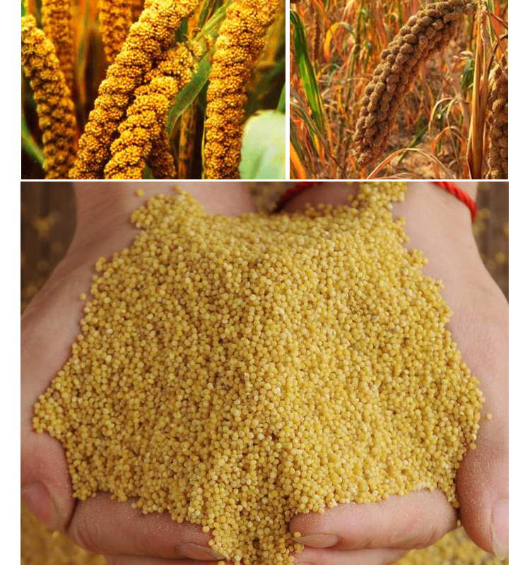 谷子种子 大田菜园高产易种低杆大穗金黄香小米种子 杂粮种子批发