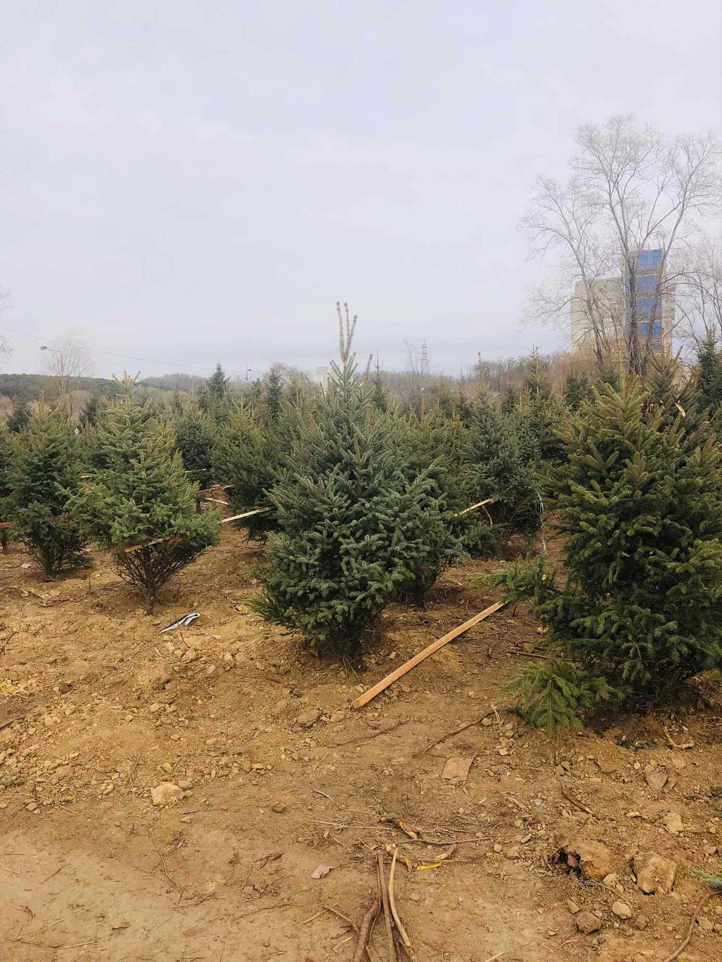 苗圃直供2,3,4米青仟,红皮云杉工程苗欲购从速