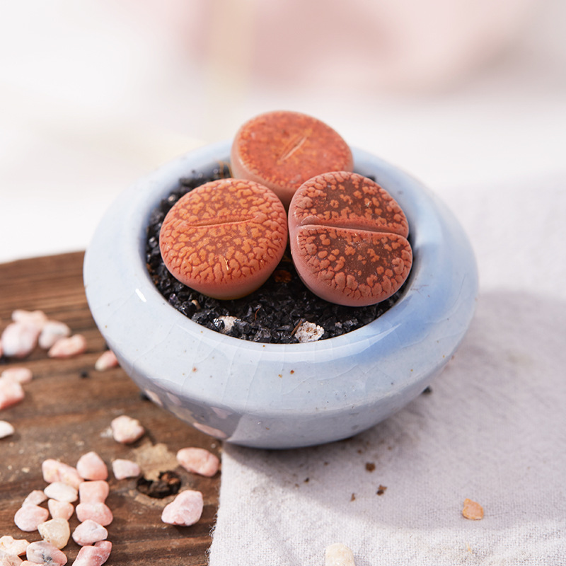 日轮玉生石花多肉植物超萌肉肉屁股花pp花办公室小盆栽