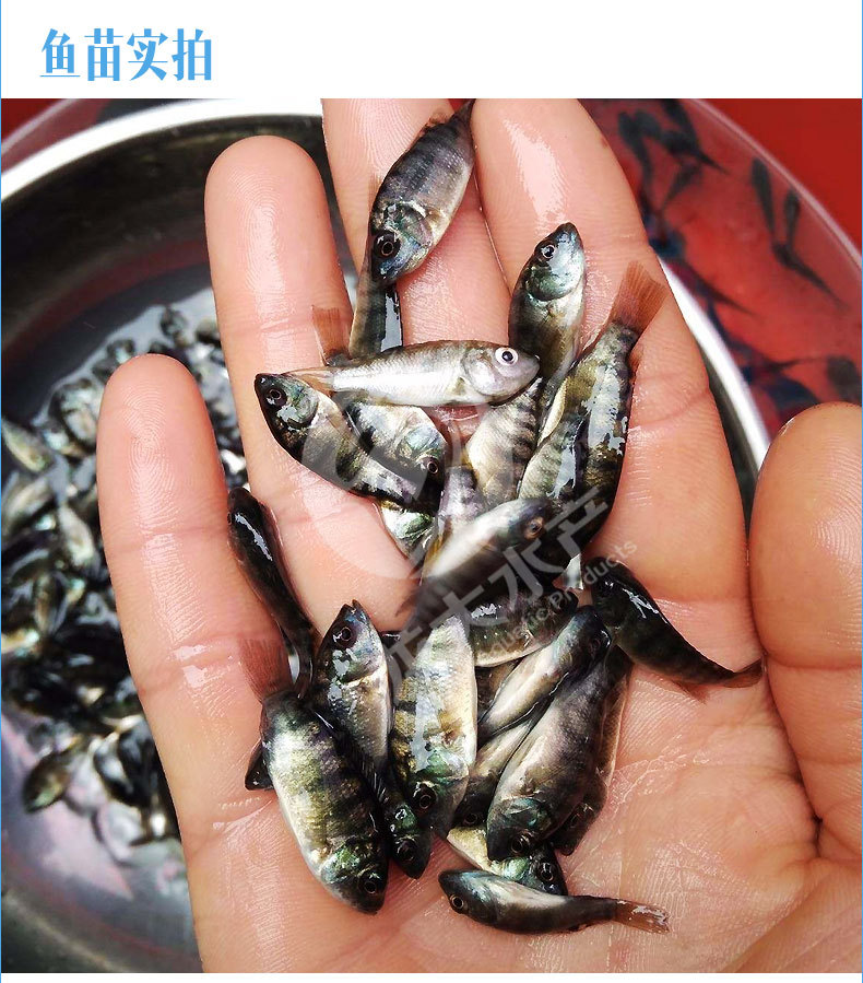 优质亲亲鱼 温泉鱼 足疗鱼 土耳其温泉鱼 3~4厘米