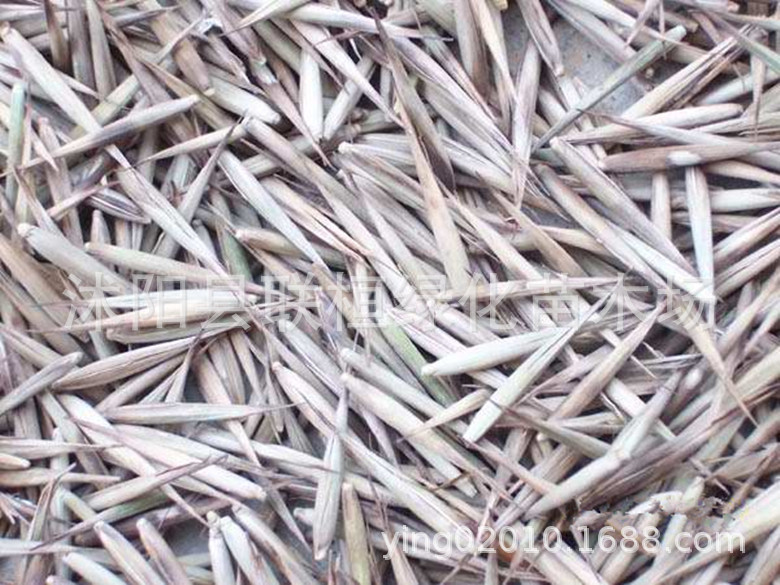 大型毛竹种子绿化工程苗竹子种子 毛竹种子竹笋种子 庭院竹子种子