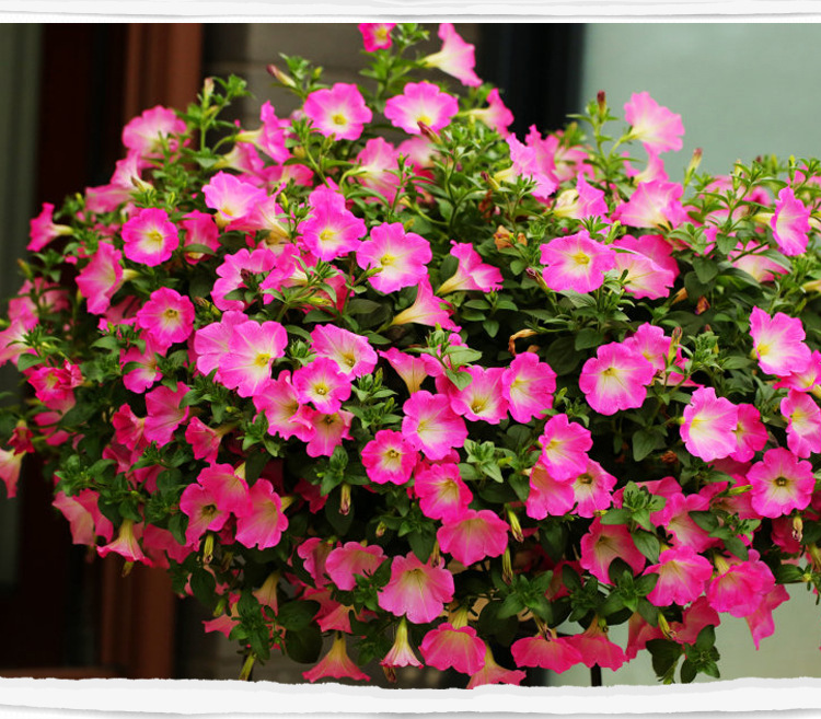 香草花卉阳台庭院专用混色矮牵牛种子垂吊矮牵牛喇叭花四季可播