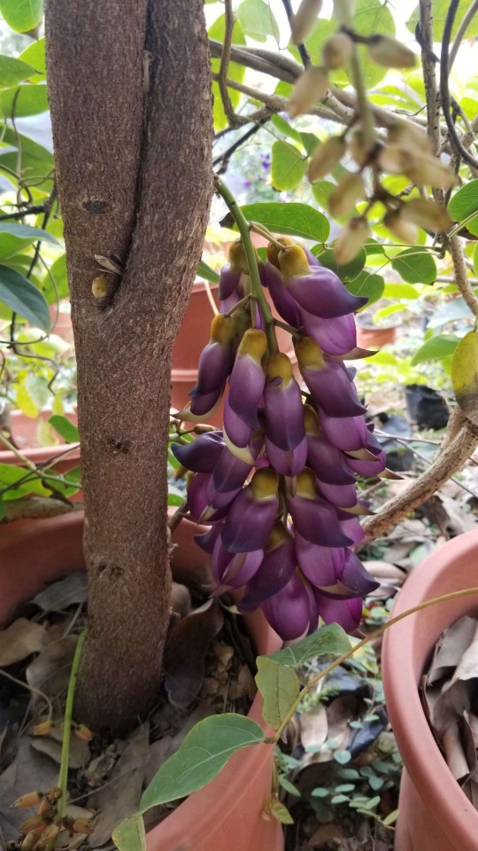 5-2米盆苗 紫色花 油麻藤 容器苗