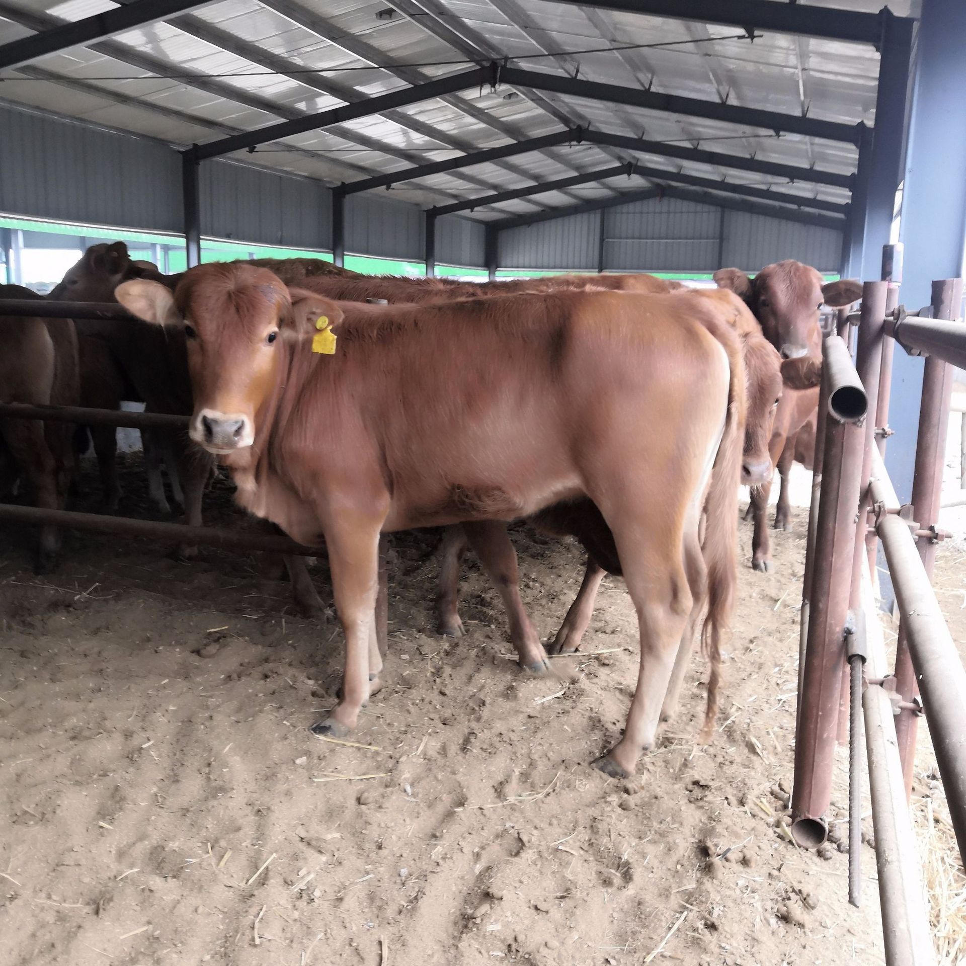 四川乐山放养小牛崽多少钱一头 附近哪里有卖肉牛犊 养牛场