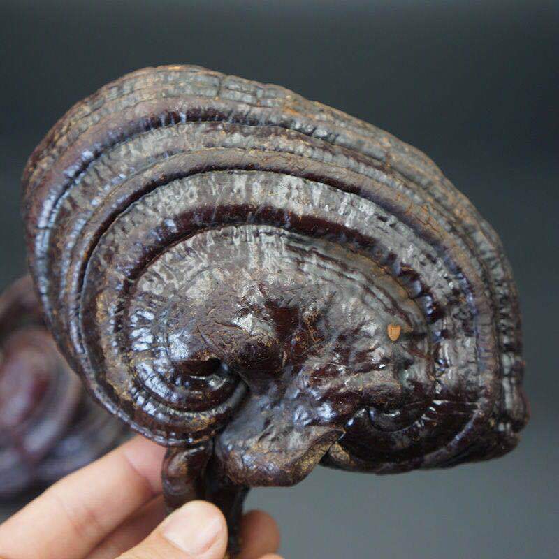 批发灵芝 紫灵芝 赤灵芝 有柄灵芝 批发灵芝价格实惠 一件代发