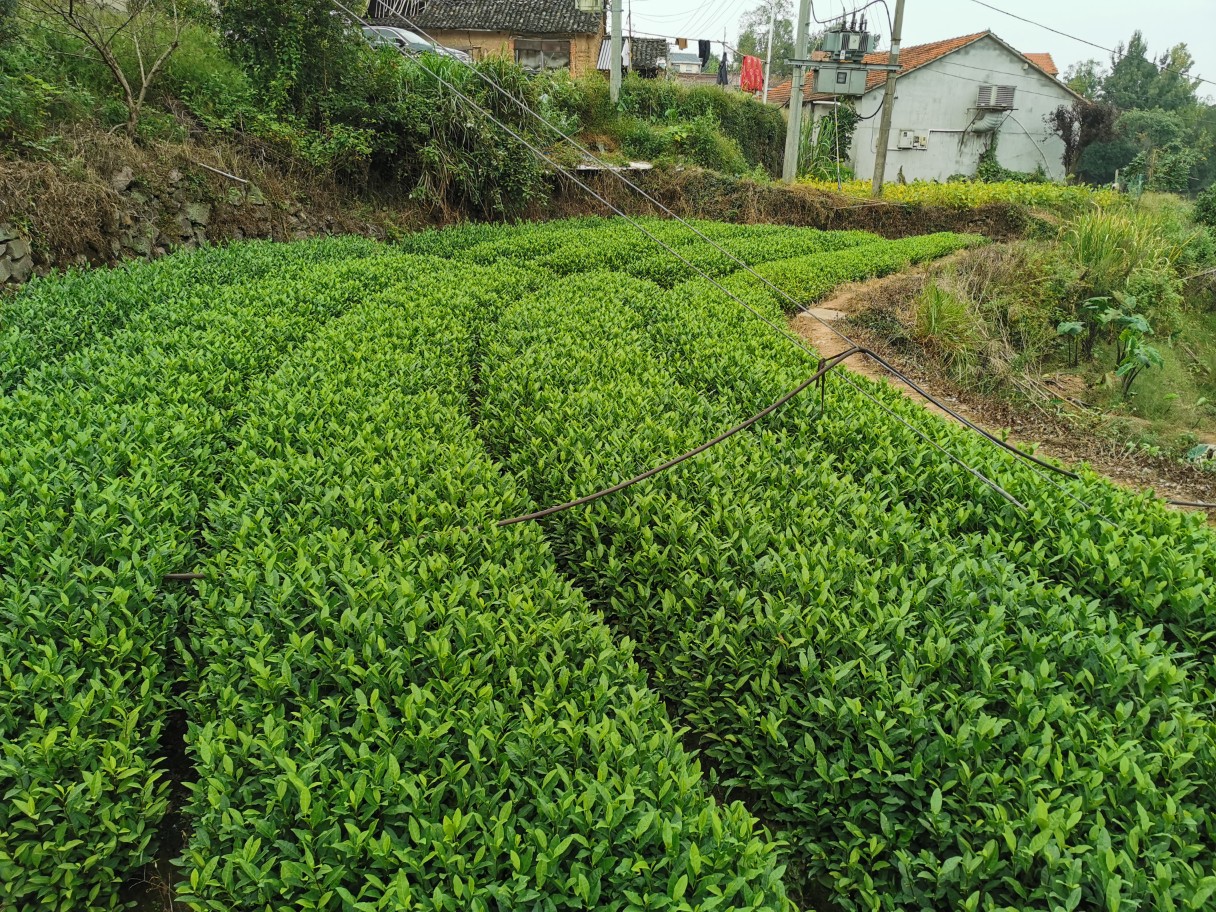 供应安吉白茶奶白茶极白黄茶 绿茶茶苗-阿里巴巴