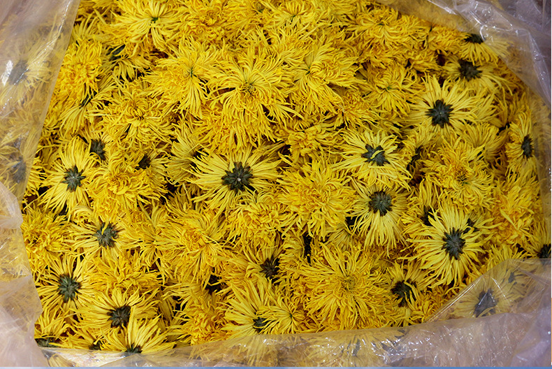 2020年新花产地直发黄山金丝皇菊批发散装菊花茶500克高山大黄菊