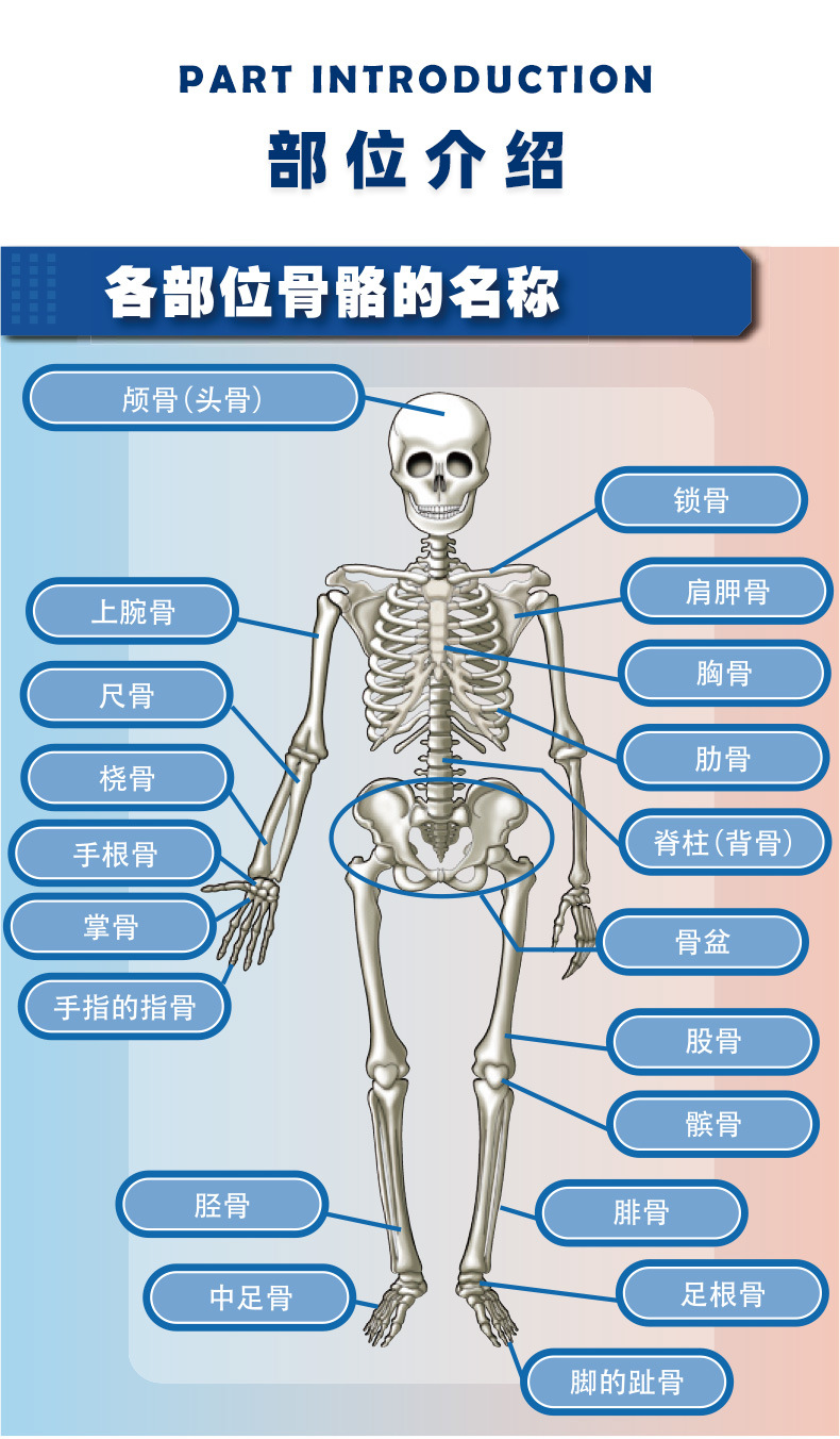 学生科普仿真骨髅教材stem玩具 diy组装益智玩具仿真人体模型套装