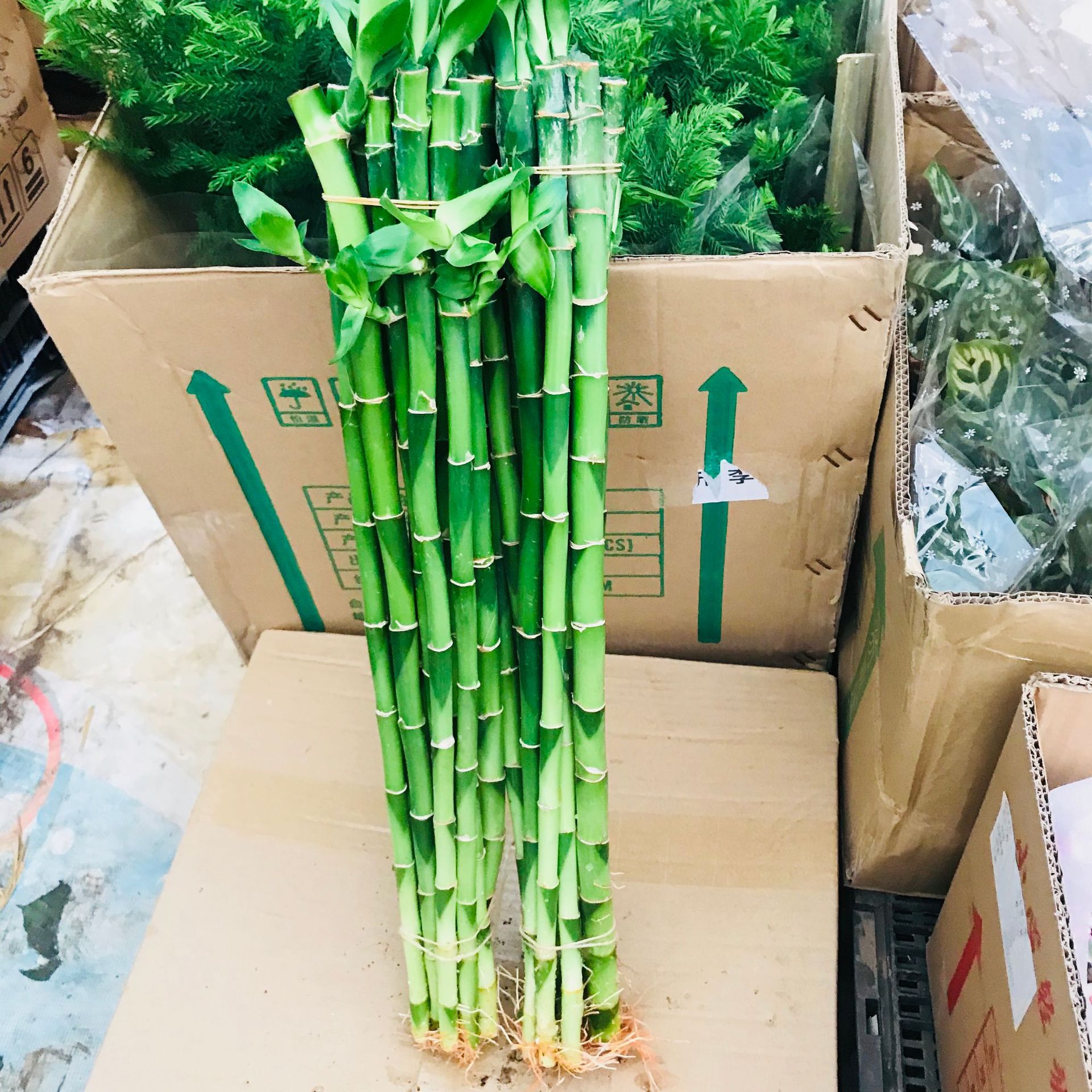 销售带根开运发财直竹 室内办公桌面水培植物 净化空气滤盆栽直竹