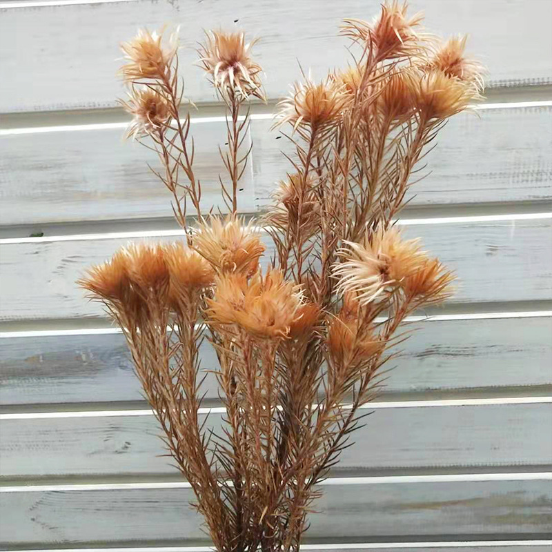 金鹅绒进口花保鲜干花永生花毛茸茸花束切花拍摄道具每扎30个花头