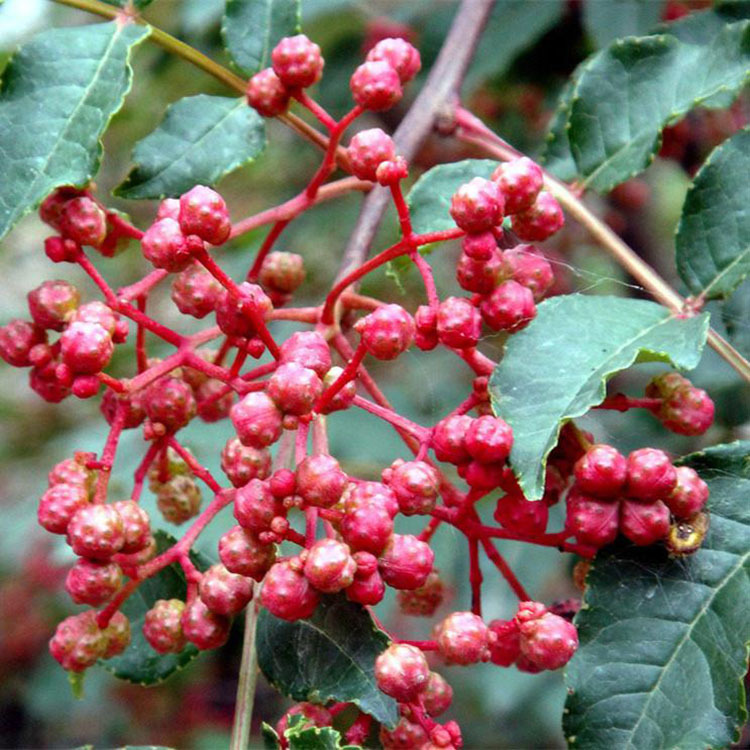 基地直销 无刺花椒品种 批发无刺花椒树 现挖现卖