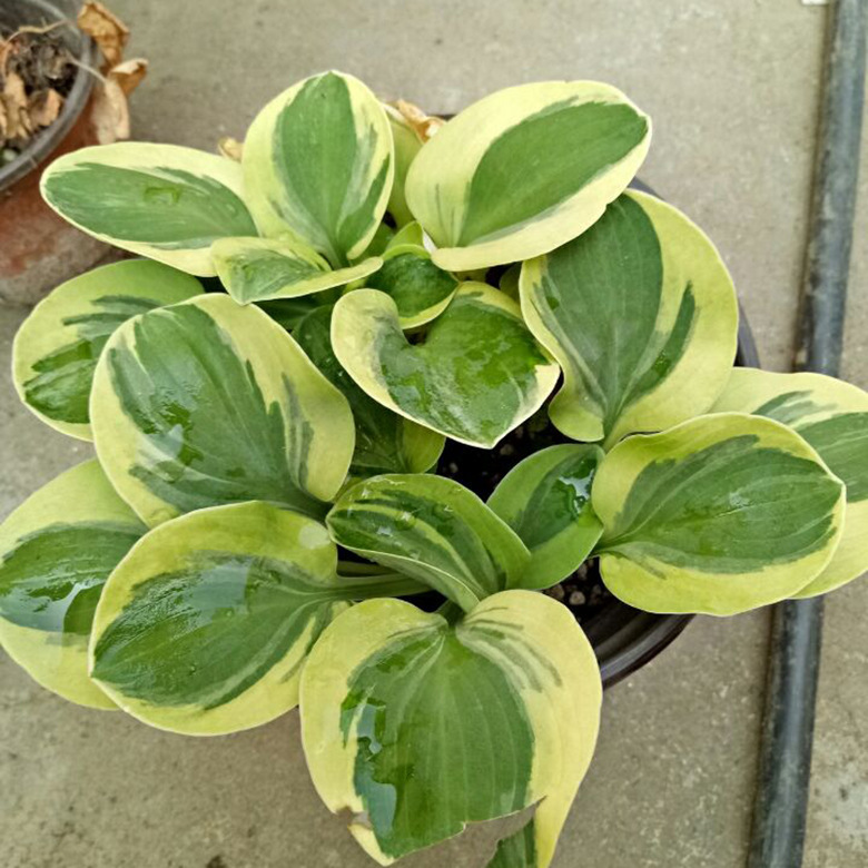 金边鼠耳玉簪盆栽花卉物 上海园艺植物玉簪基地 玉簪宿根花卉批发