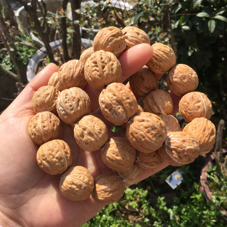 天然野生小核桃手串 文玩麻核桃手链 原色秋子小核桃约22mm