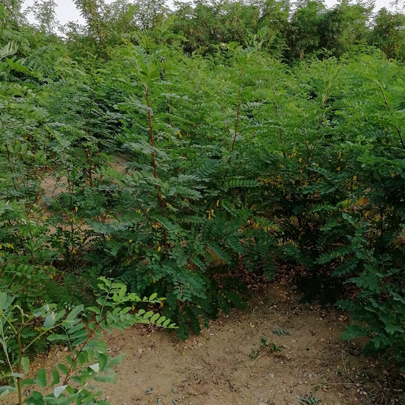 基地出售刺槐 香花槐 国槐规格齐全易成活洋槐树苗 洋槐花树苗