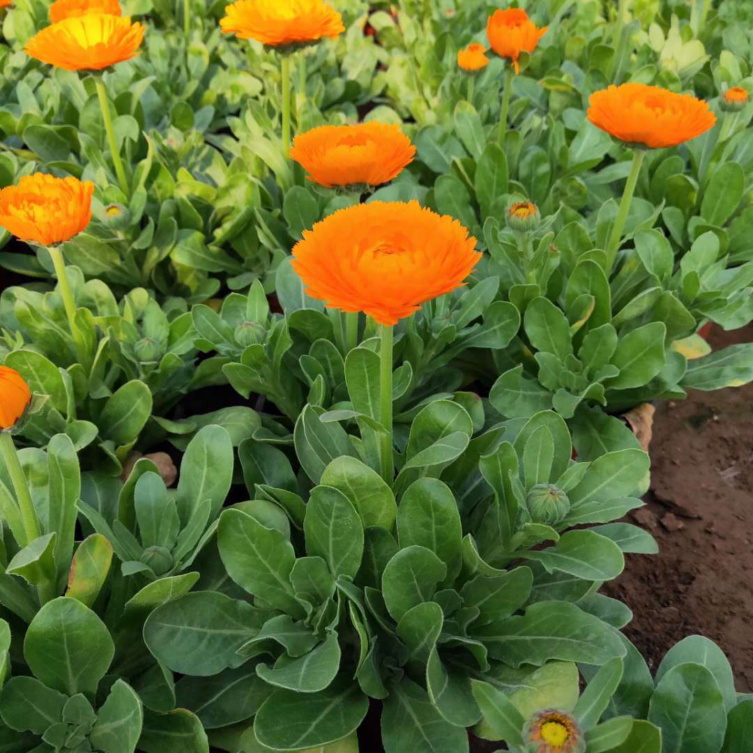 金盏菊 山东花卉基地特价批发 金盏菊盆栽 花卉苗木 金盏菊