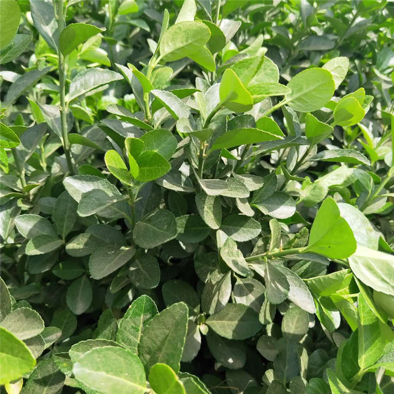 扶芳藤苗,小叶扶芳藤,直立扶芳藤苗,工地绿化苗