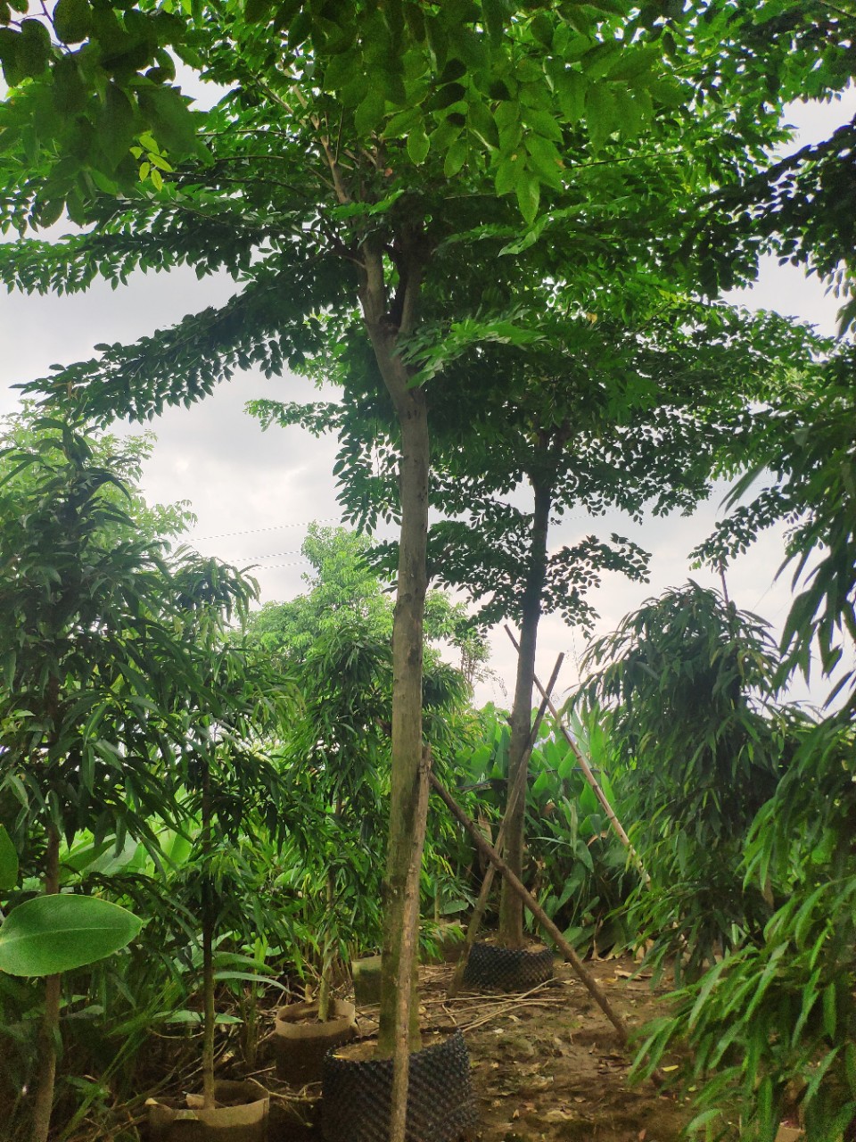 908供应 印度紫檀 15-18cm假植苗 大叶紫檀树 市政绿化行道树