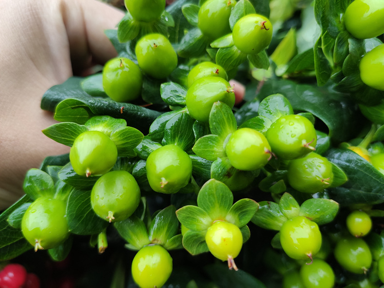 【火龙珠】 粉绿白豆 昆明斗南鲜切花基地直发批发红豆相思豆