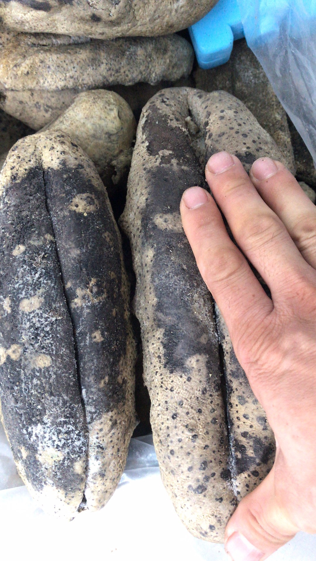 产地原货猪婆参干货冻货 猪婆参拉缸盐肉厚质优 量大价优