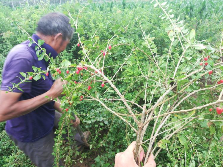 批发野生食用枸杞树苗 果树苗 当年结果 红枸杞南方