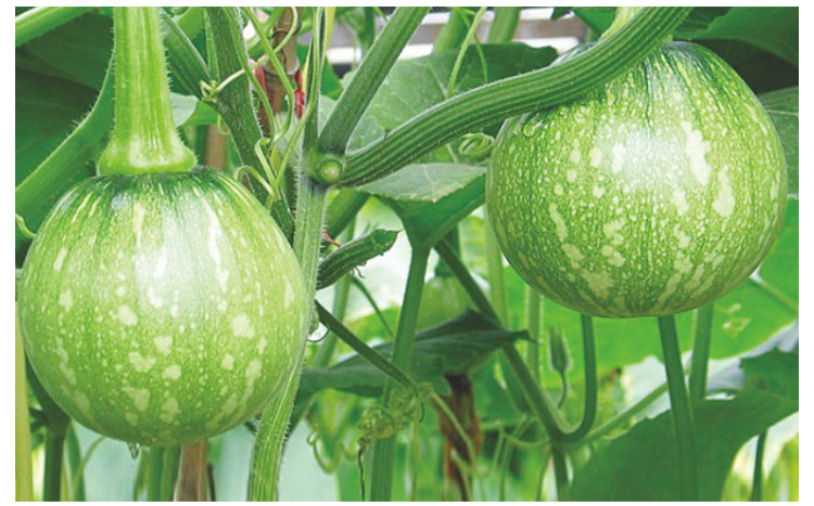 一串铃早南瓜种子小青瓜西葫芦菜用小南瓜早熟高产春夏秋季大田孑