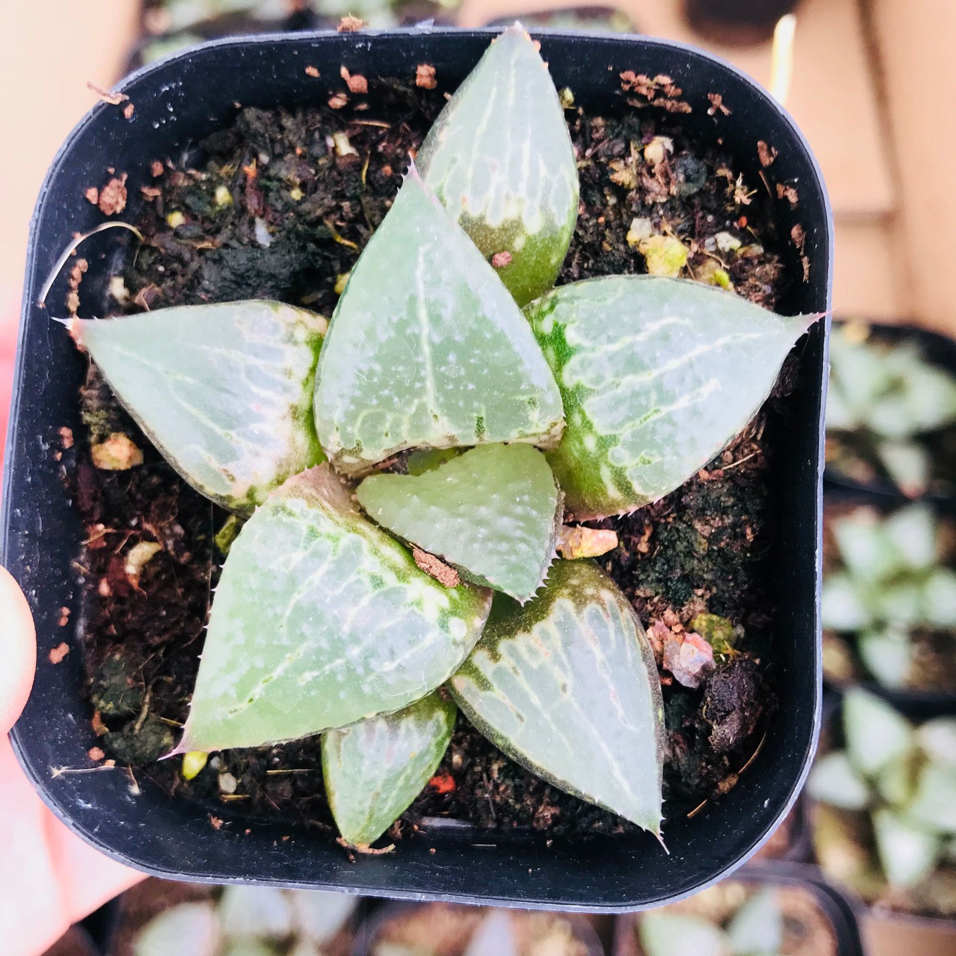 多肉植物 十二卷属多肉盆栽 酒吞童子室内植物盆栽多肉组合 玉露