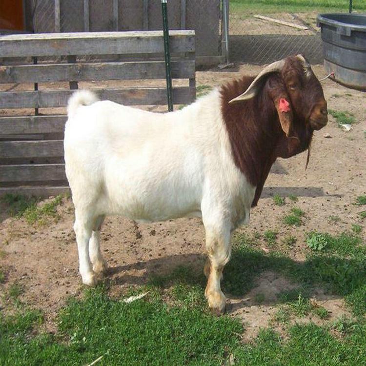 嘉旺改良快速成长羔波尔山羊肉羊 纯种波尔山羊母羊羊羔可食用羊