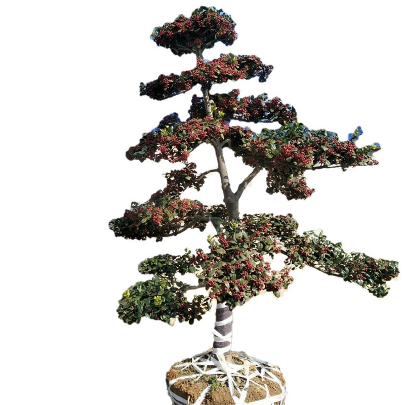 湖南无刺枸骨 造型树 无刺枸骨桩景又名鸿运果 多杆 单杆造型优美