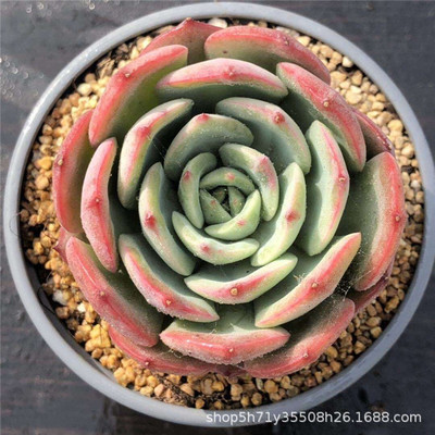 859精品大棚批发多肉盆栽植物 香妃单头盆9cm多肉品种状态好限量