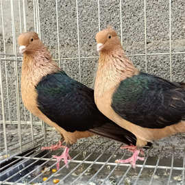 北京寿星观赏鸽 价格,哪里有卖观赏鸽邮鸽的多少钱一对