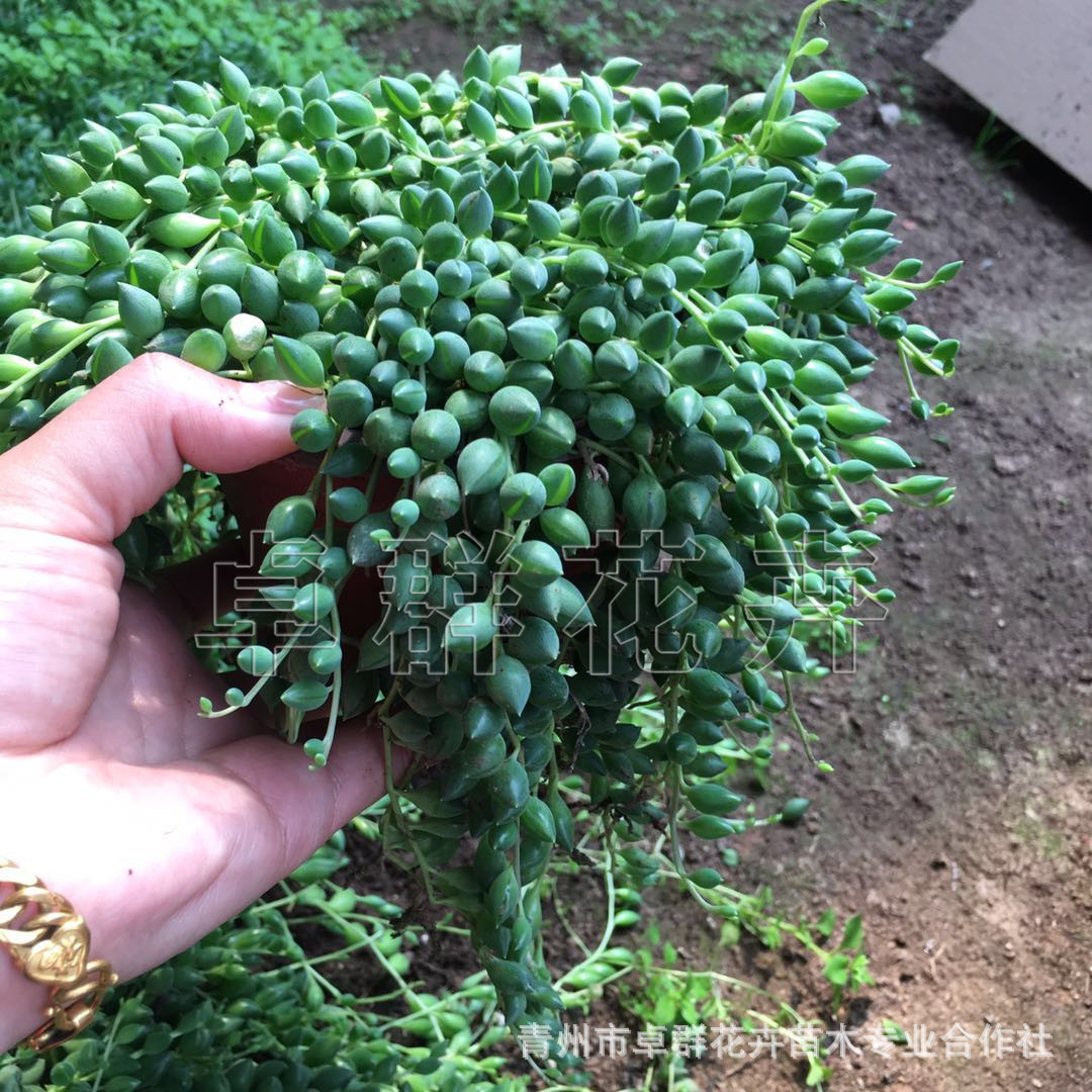 多肉植物盆栽 情人泪 自家苗圃供应 质量优 120双色盆 量大优惠