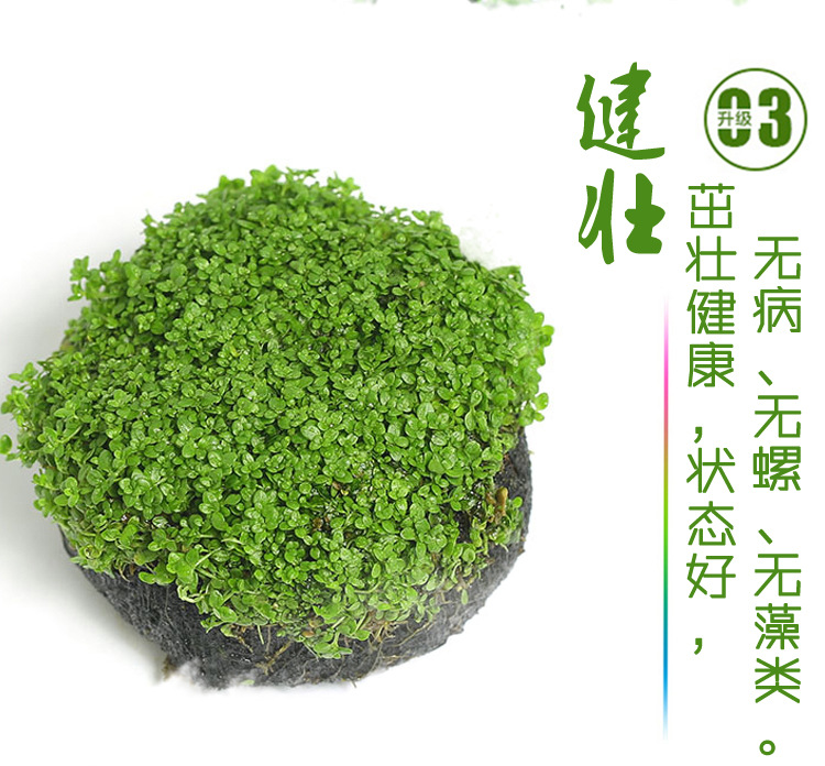 迷你矮珍珠坨草懒人真水草珍珠草前景草活体批发鱼缸光合水草