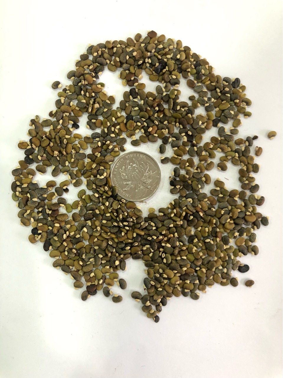 批发护坡工程荒山造林山毛豆种子白灰毛豆树灌木绿肥饲料种籽