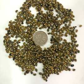 山毛豆种子价格