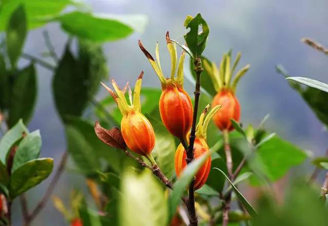 栀子提取物10:1 黄果子/山栀子/水栀子提取物 gardenia p.e.