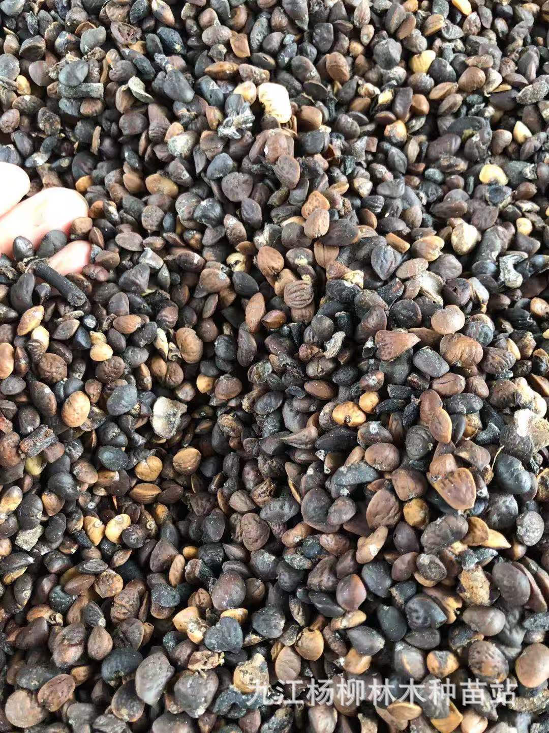 供应深山含笑种子 优质深山含笑 深山含笑小苗 乐昌含笑 醉香含笑