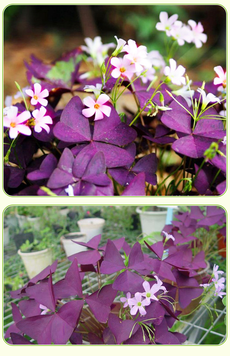 喜阳紫叶酢浆草炸酱草 紫蝴蝶三叶草种球室内花卉 喜阳幸运草种球