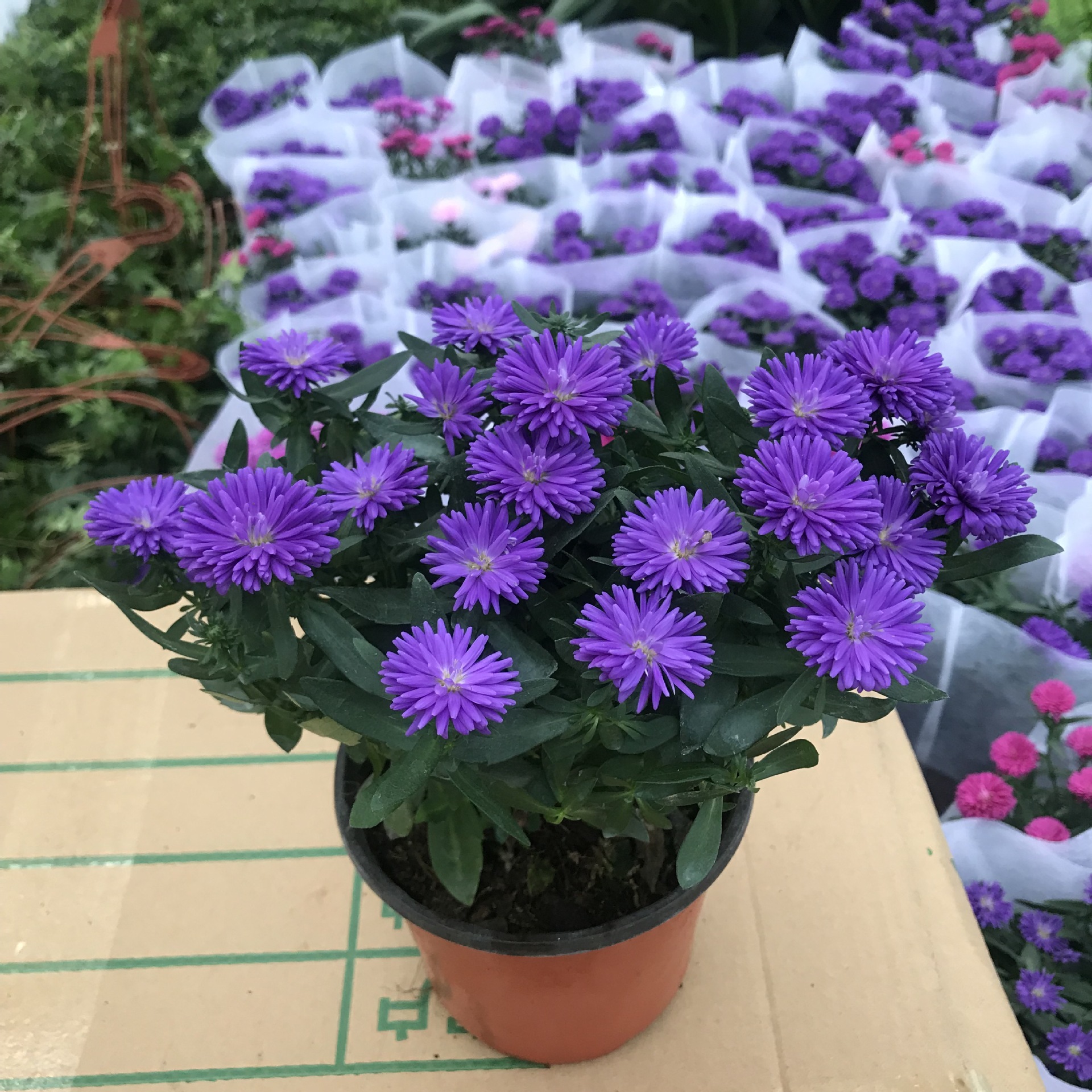 大棚销售翠菊盆栽 室内外阳台观赏菊花 四季易养易种花卉植物翠菊