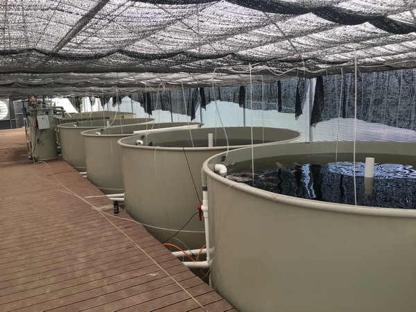 蓝灵循环水养鱼设备及循环水养殖系统室内养鱼池pt140