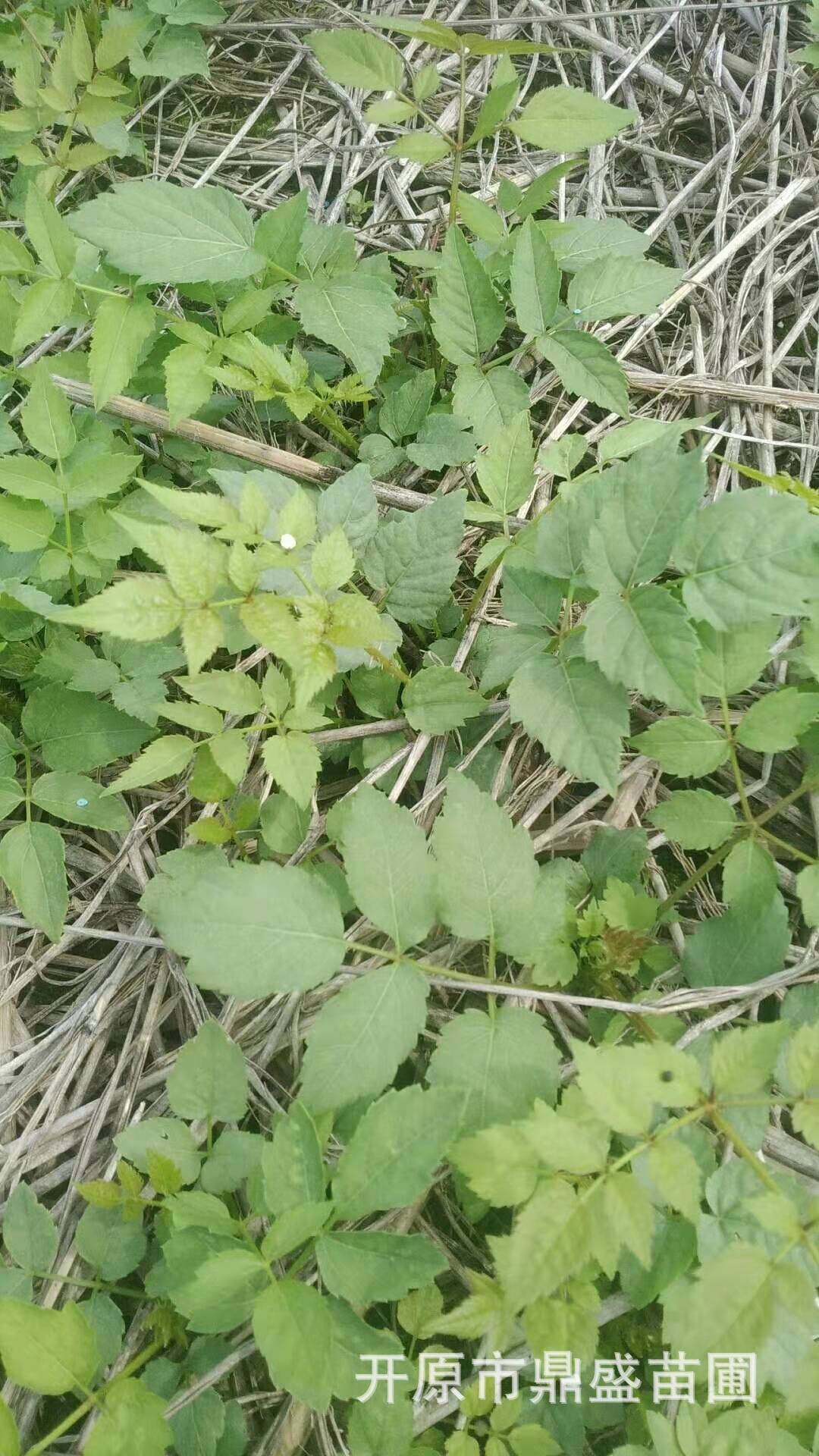 东北鼎盛苗圃批发刺嫩芽苗,刺嫩芽小苗.