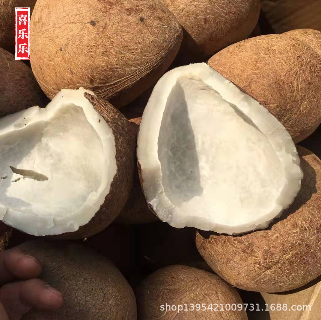 椰子王海椰皇 海底椰干椰子干煲汤椰子鸡滋补汤料 产地直供