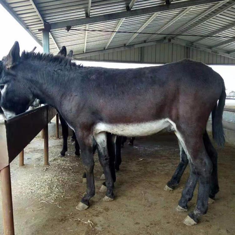 养驴技术 乌头驴价格 价格实惠 德州肉驴苗