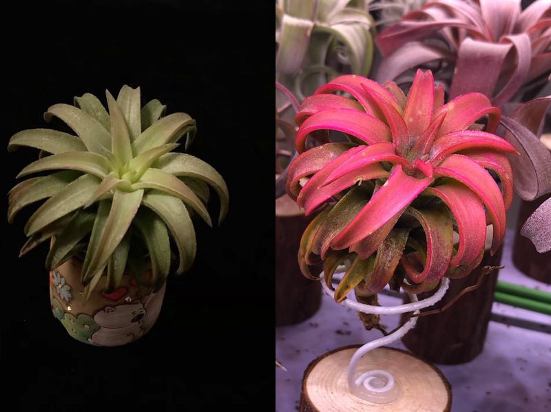 批发办公室内净化空气凤梨鲁布拉无土植物桌面绿植盆栽花