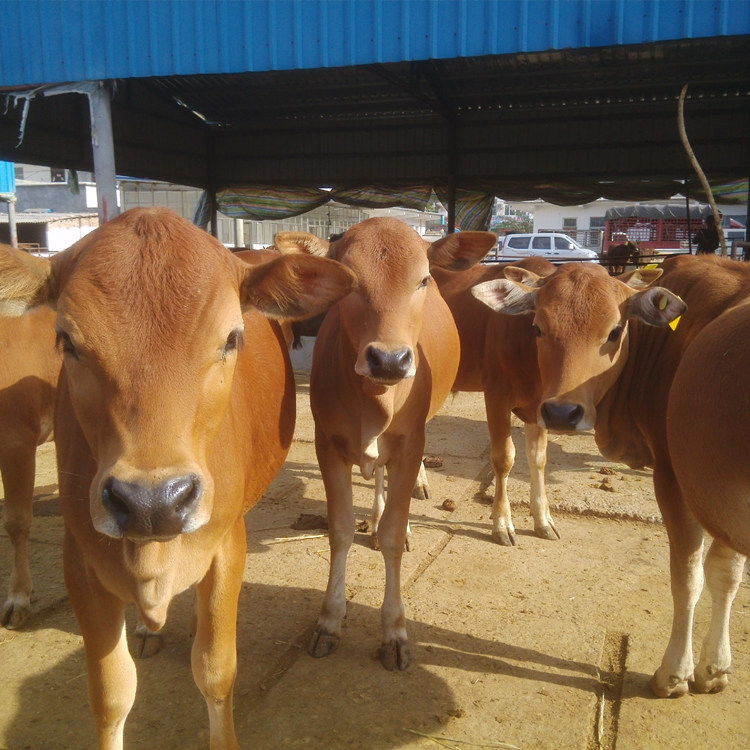 广东揭西县利木赞牛 养殖场哪里有卖小黄牛的 哪里有卖小黄牛的