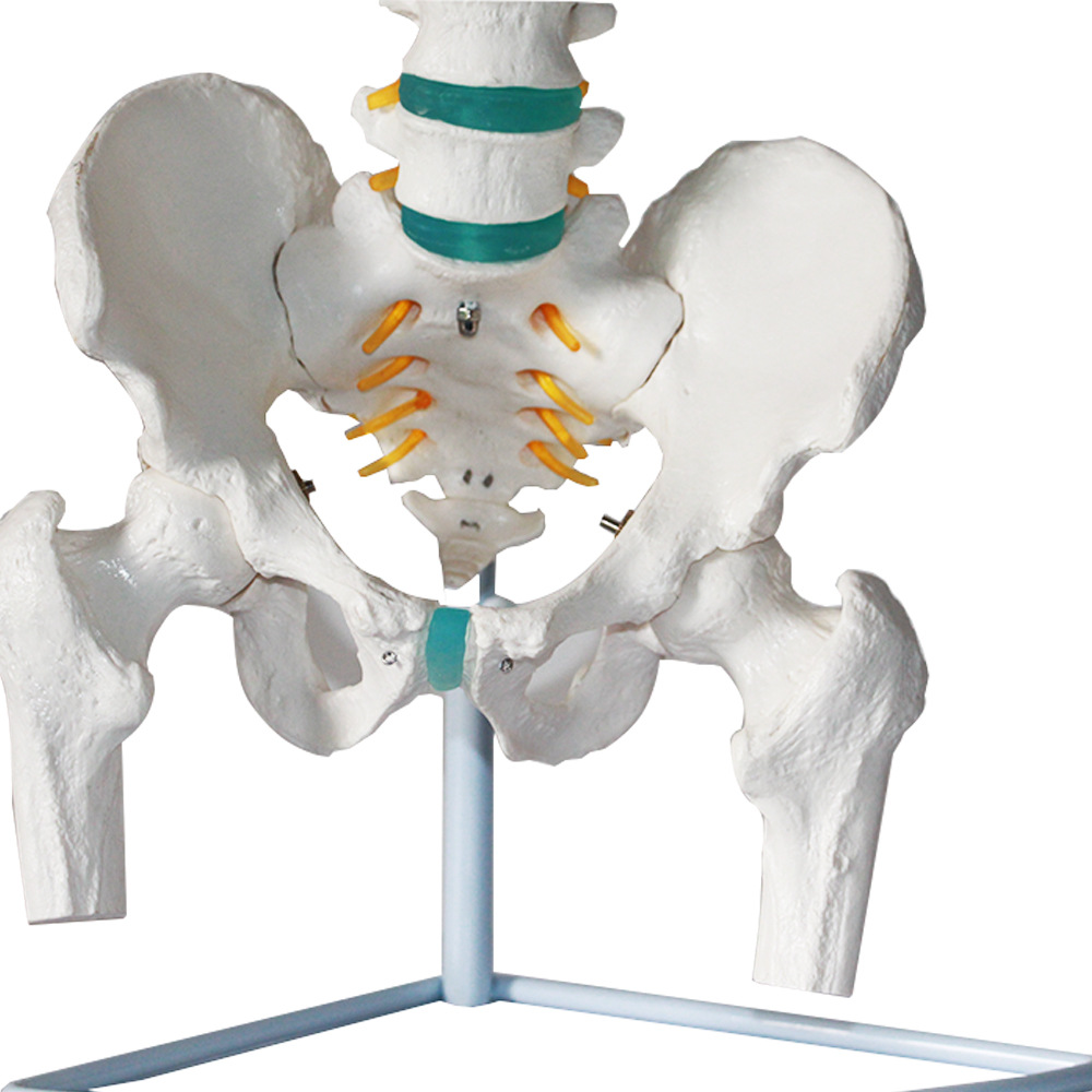 豪华医信人体脊椎模型脊柱模型进口骨骼模型骨架模型椎间盘模型