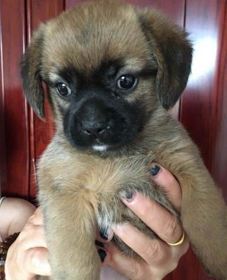 小型品种拉布拉多是否进口否年龄幼年货号0002免疫驱虫未做完商品属性