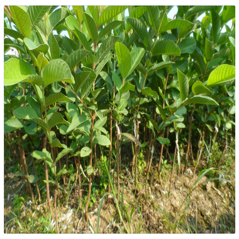 番石榴苗红心芭乐苗红肉番石榴嫁接苗四季芭乐产量高