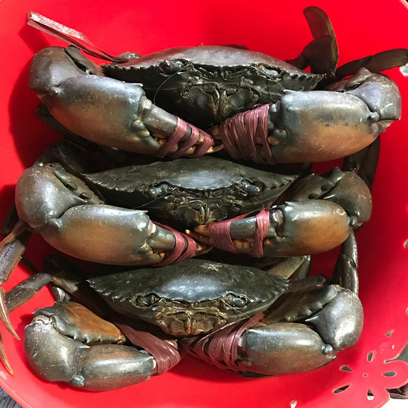 野生鲜活缅甸蟹孟加拉蟹青蟹肉蟹煲蟹粥2-2.5两/只公蟹9只起包