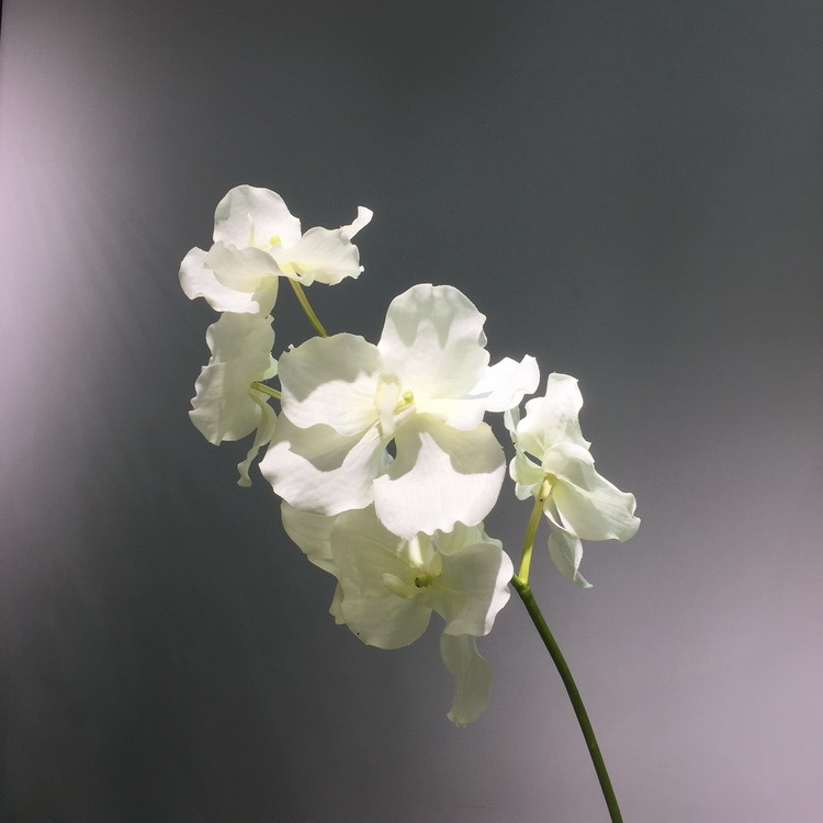 3-2白色万代兰.jpg